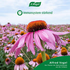 Halspastillen Salviaforce mit Echinacea 1 Stk