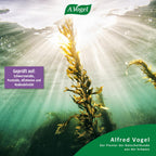 Kelp Jod Tabletten 120Stk