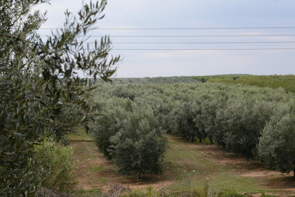 Schw. Kalamata-Oliven ohne Stein mit fr.Kräutern 200 g